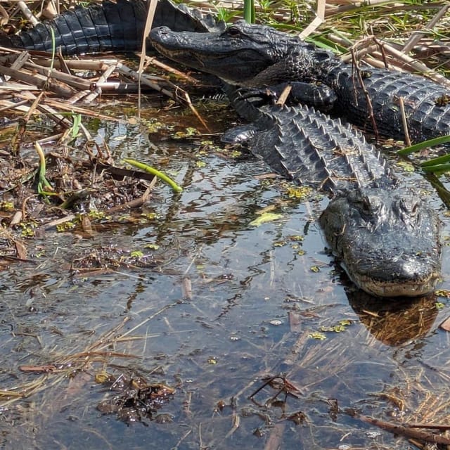 Kissimmee: Everglades Alligator and Wildlife Airboat Tour - The safety briefing and airboat ride: loud, quick, and built for spotting