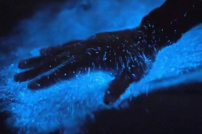 Magic After Dark Bioluminescence Kayak Tour Orlando - Key things I’d circle before you go