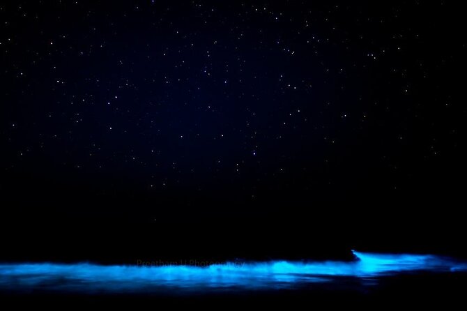 Magic After Dark Bioluminescence Kayak Tour Orlando - Wildlife in the dark: dolphins, manatees, and the real thrill