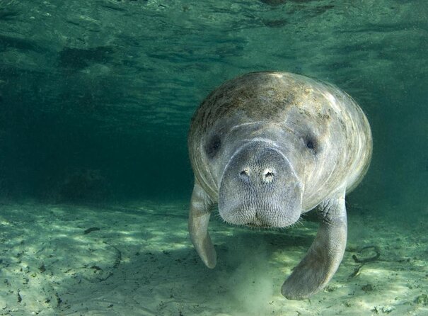 Manatee Snorkeling Adventure Tour with Lunch & Hotel Pickup - Key things that make this tour work