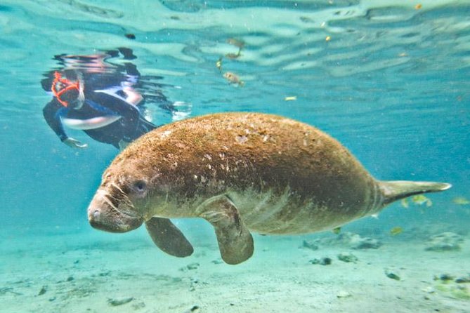 Manatee Snorkeling Adventure Tour with Lunch & Hotel Pickup - From Orlando pickup to Crystal River: why the 7:00 am start matters