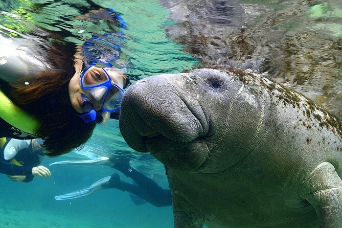 Manatee Snorkeling Adventure Tour with Lunch & Hotel Pickup - Homosassa State Park: the underwater chamber and the wildlife walk