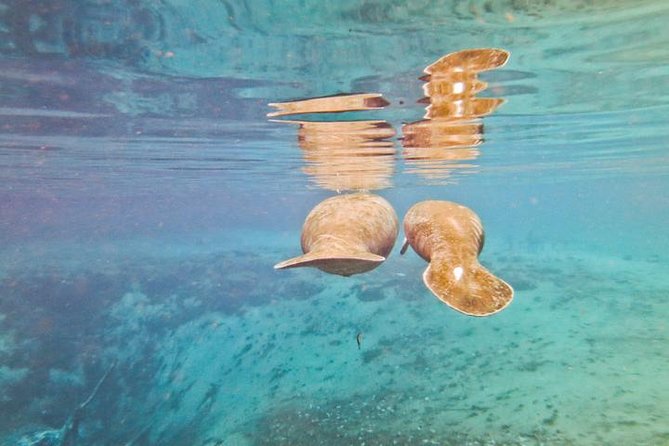 Manatee Snorkeling Adventure Tour with Lunch & Hotel Pickup - Lunch that keeps the day moving: picnic timing and what to bring