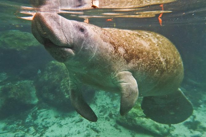 Manatee Snorkeling Adventure Tour with Lunch & Hotel Pickup - Snorkel comfort and safety: cold water, murky days, and basic expectations