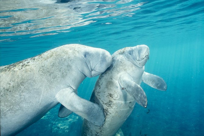 Manatee Snorkeling Adventure Tour with Lunch & Hotel Pickup - Small-group pace, guides that make it feel personal, and who should book