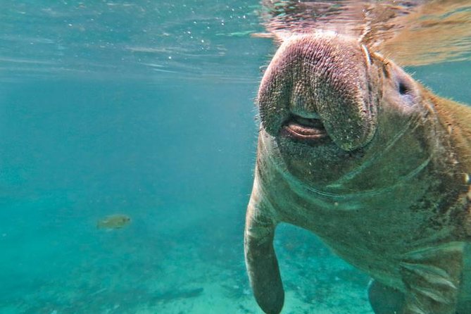 Manatee Snorkeling Adventure Tour with Lunch & Hotel Pickup - Should you book? My take on value for $169 per person