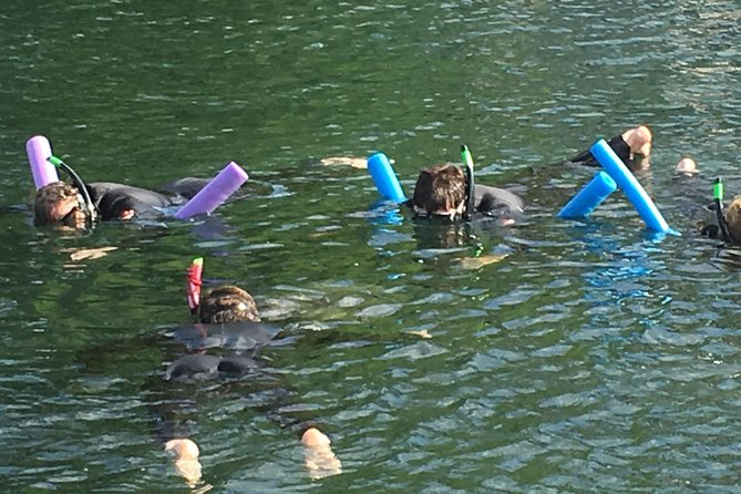 Manatee Snorkeling Adventure Tour with Lunch & Hotel Pickup - Crystal River manatees: the boat cruise and what snorkel time really means