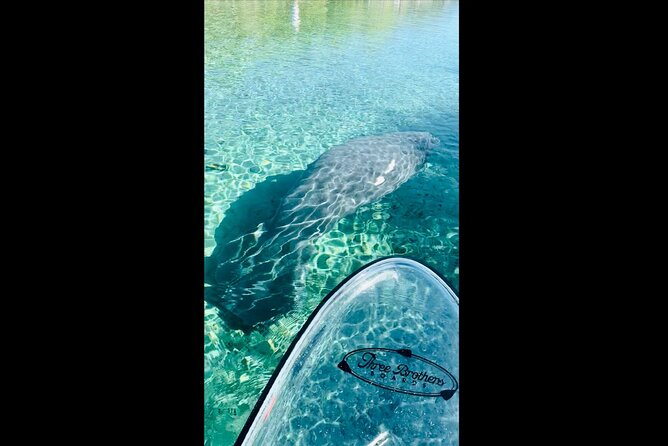 Manatees, Monkeys and Florida Natural Spring Adventure Tour - Quick hits