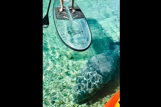 Manatees, Monkeys and Florida Natural Spring Adventure Tour - Manatee Watching on the Wider Silver Springs River Section