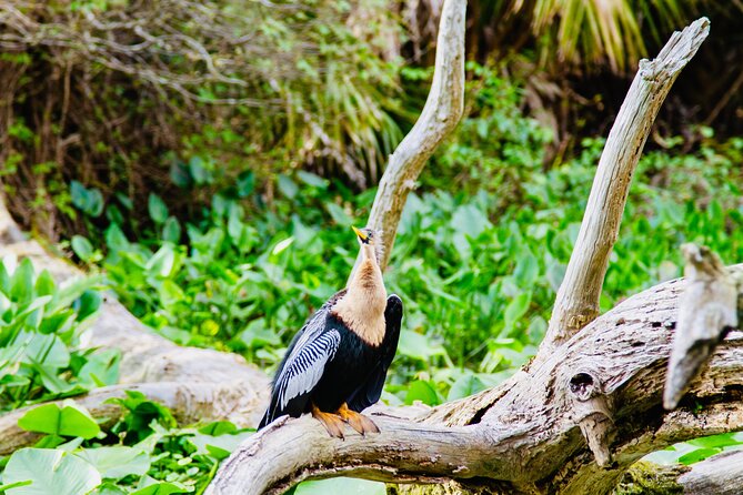 Manatees, Monkeys and Florida Natural Spring Adventure Tour - Price and Value: Is $75 Worth It for Two Hours?