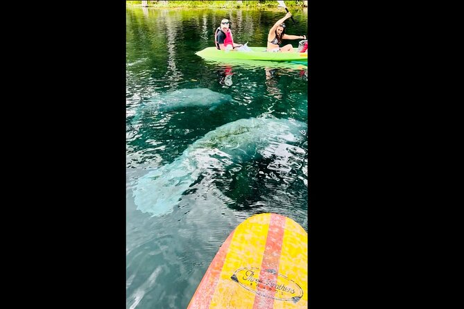 Manatees, Monkeys and Florida Natural Spring Adventure Tour - Timing, Weather, and What Can Affect Your Experience