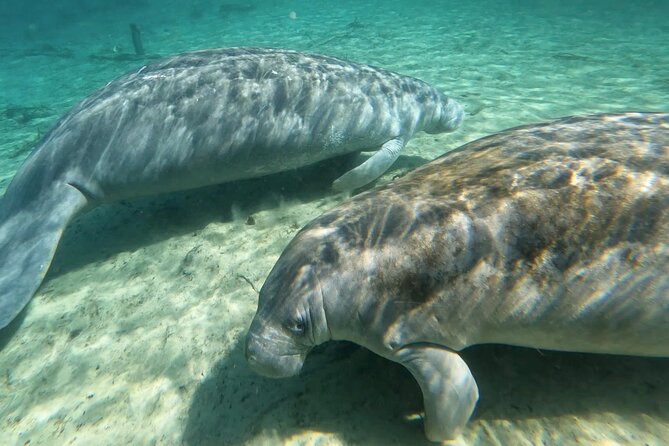 Manatees, Monkeys and Florida Natural Spring Adventure Tour - The Paddle Through Oak and Cypress to the Main Spring Head