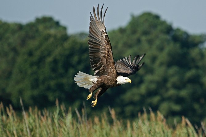 One-Hour Airboat Ride Near Orlando - The Airboat Ride: Wetlands, Wildlife, and the Wind Factor