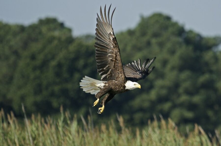 Orlando: Airboat Ride Tour with Hotel Pickup - Wind, wildlife, and real Florida energy on an airboat