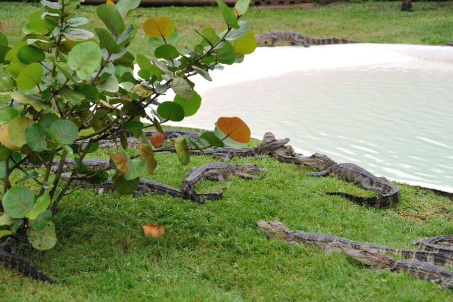 Orlando: Airboat Ride Tour with Hotel Pickup - What to bring for Florida sun and swamp-air wind