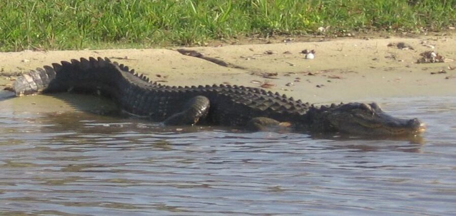 Orlando: Airboat Ride Tour with Hotel Pickup - The 5-hour schedule: enough time to feel it, not enough to get bored