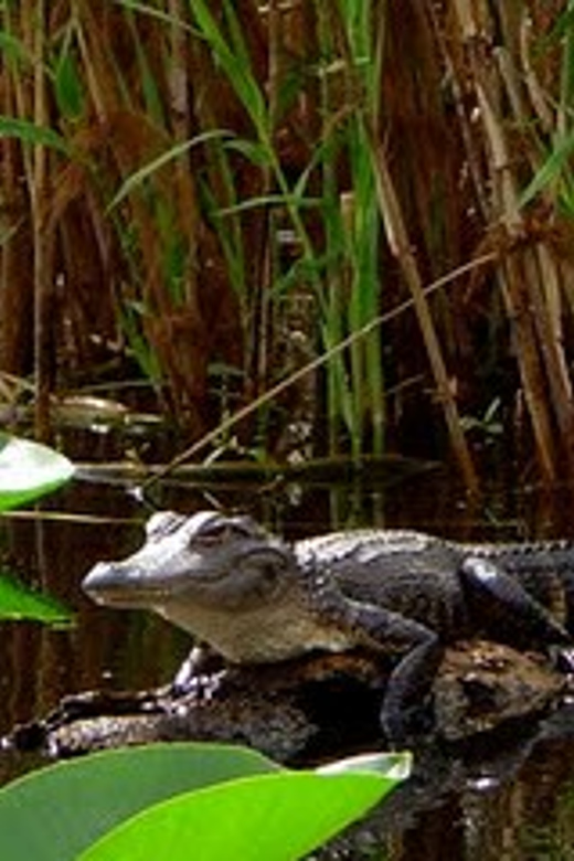 Orlando Alligator Experience: Day-Trip From Orlando - Why this alligator paddle feels different than a typical Orlando day