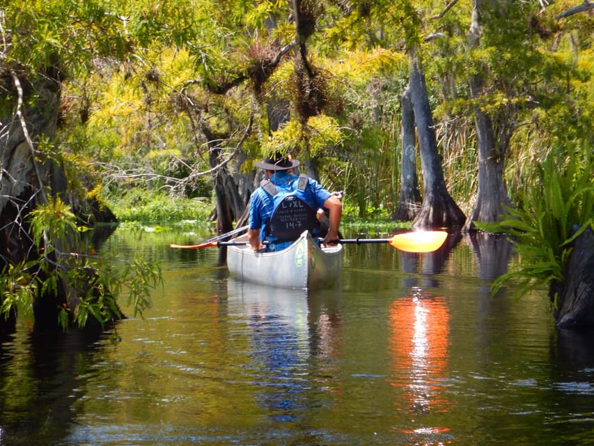 Orlando Alligator Experience: Day-Trip From Orlando - Wildlife at eye level: what the 8-mile paddle is really like