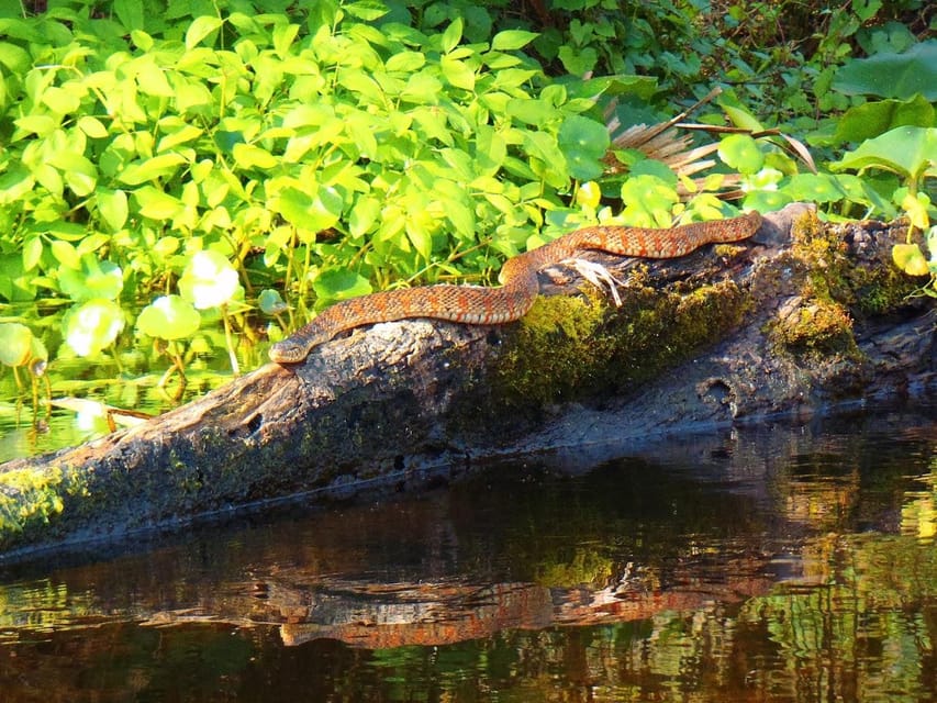 Orlando Alligator Experience: Day-Trip From Orlando - Orlando meeting point and timing: the shuttle is the real upgrade