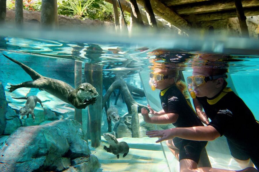 Orlando: Discovery Cove Admission Ticket & Additional Parks - Key takeaways before you go