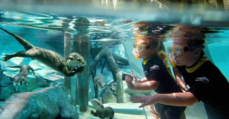 Orlando: Discovery Cove Admission Ticket & Additional Parks - Practical tips that make the day easier: timing, sunscreen rules, and cashless purchases