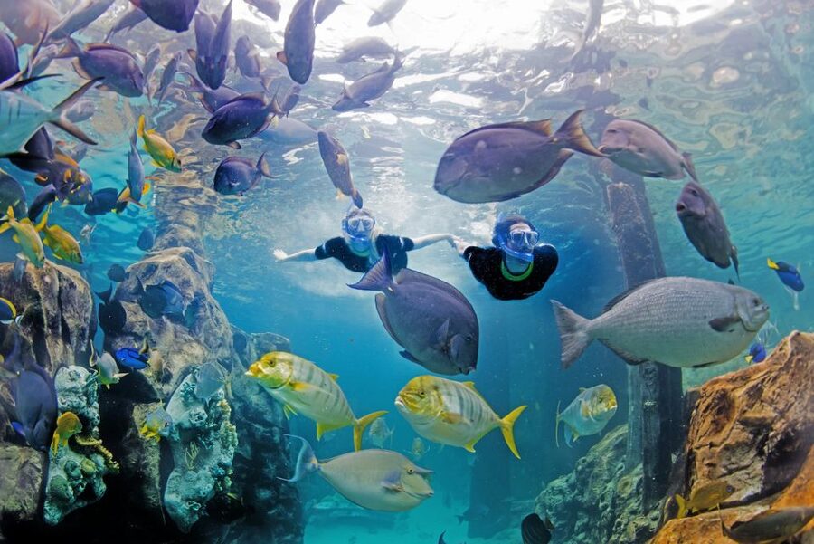 Orlando: Discovery Cove Admission Ticket & Additional Parks - Who Discovery Cove fits best (and who should think twice)