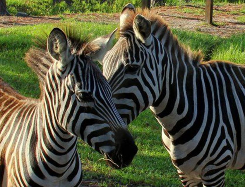 Orlando: Everglades Airboat Ride and Wildlife Park Ticket - Getting To Wild Florida: A Break From Orlando’s Theme-Park Bubble