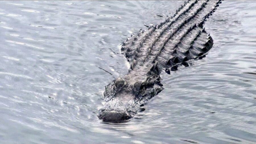 Orlando: Everglades Airboat Ride and Wildlife Park Ticket - The Airboat Eco Tour (30 Minutes to 1 Hour): What the Everglades-Style Ride Really Feels Like