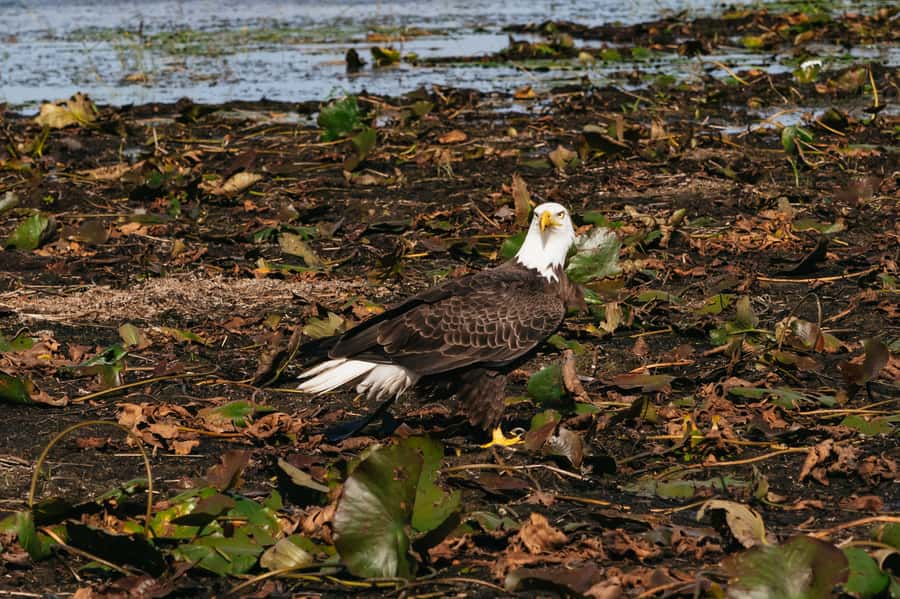 Orlando: Florida Everglades Wildlife Airboat Tour - Key Things That Make This Orlando Everglades Airboat Tour Worth It