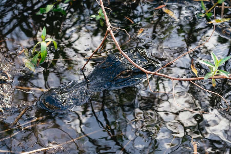 Orlando: Florida Everglades Wildlife Airboat Tour - On Board the Airboat: Comfort, Noise, and How Seating Affects What You See