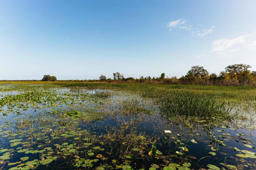 Orlando: Florida Everglades Wildlife Airboat Tour - Wildlife Spotting That Feels Guided, Not Random