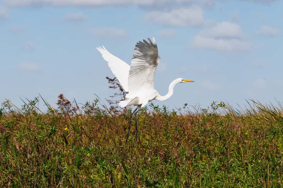 Orlando: Florida Everglades Wildlife Airboat Tour - The History Talk: Native Paths, Early Settlers, and Orlando Before the Theme Parks