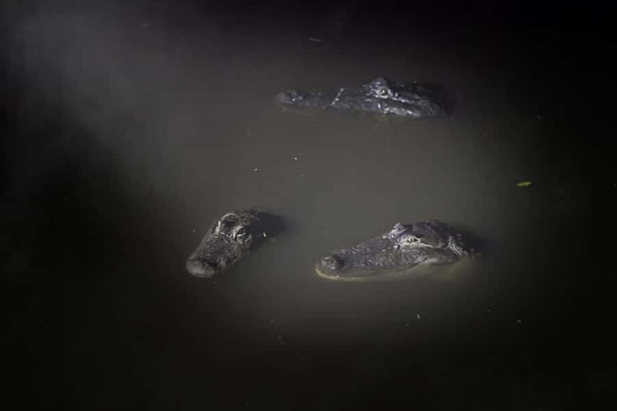 Orlando: Gatorland Flashlight Tour at Night - Entering the dark: what the 90 minutes feels like