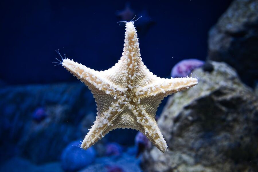 Orlando: Madame Tussauds and SEA LIFE Aquarium Combo Ticket - SEA LIFE Orlando: Thousands of Fish and the Florida 360 Tunnel