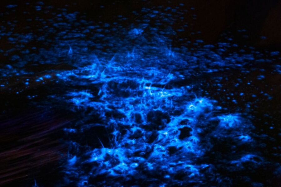 Orlando: Magic After Dark Bioluminescence Kayak Tour - Rain or shine: how weather changes what you should expect