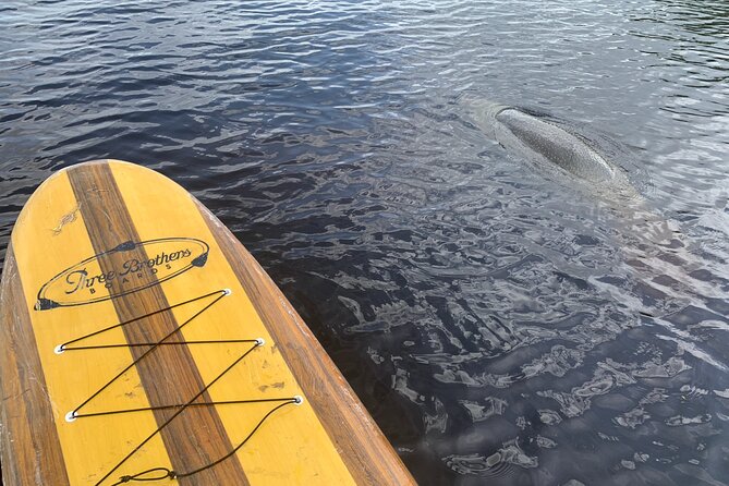 Orlando Manatee and Olde Florida History Adventure Tour - Wildlife and Safety: Alligator Country Without the Panic