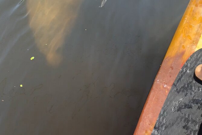 Orlando Manatee and Olde Florida History Adventure Tour - Guide Seth: Fun, Clear Explanations, and a Comfortable Pace