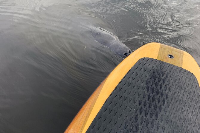 Orlando Manatee and Olde Florida History Adventure Tour - Price and Value: $65 for Gear, Time, and a Private Feel