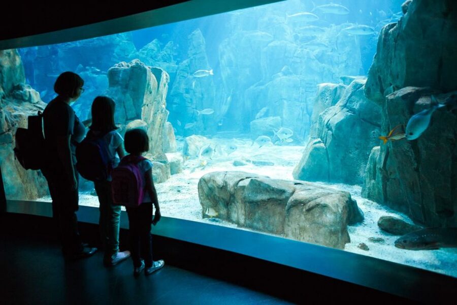 Orlando: SEA LIFE Orlando Aquarium - Key things to notice before you go