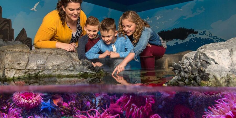 Orlando: SEA LIFE Orlando Aquarium - Touch the coastal rock pool: sea stars and anemones by hand
