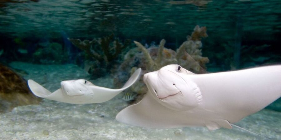 Orlando: SEA LIFE Orlando Aquarium - Optional add-ons: shark VR and backstage access
