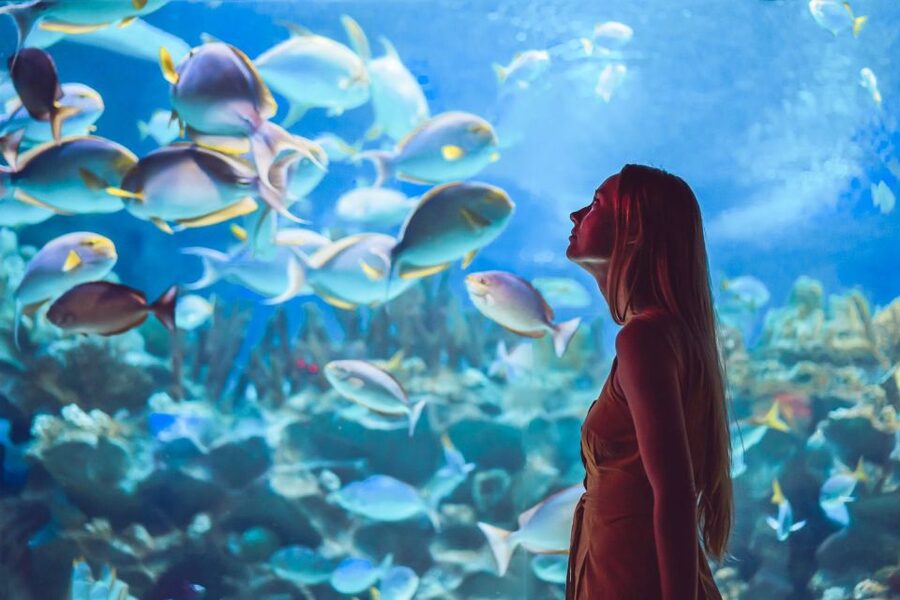 Orlando: SEA LIFE Orlando Aquarium - Florida’s only 360-degree tunnel: the real wow moment
