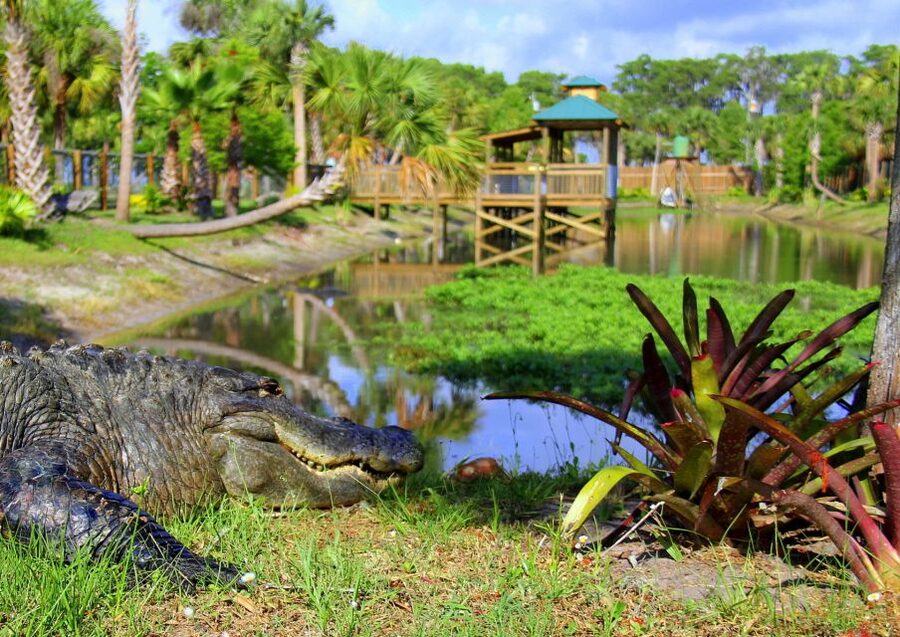 Orlando: Wild Florida Airboat Ride with Hotel Pickup & Lunch - From Orlando pickup to the swamps: the logistics that set the tone