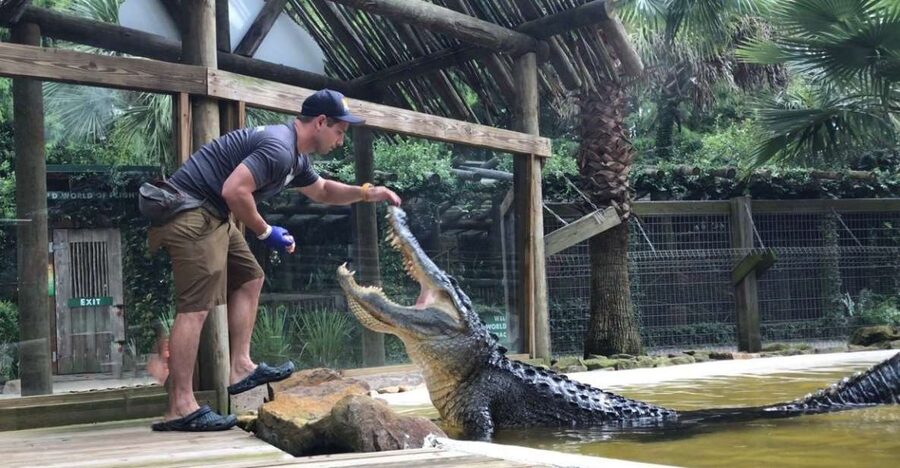 Orlando: Wild Florida Park Ticket and Gator Shows - Wild Florida’s 1-Hour Wildlife Park: What You Actually Get