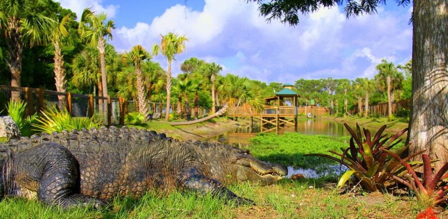 Orlando: Wild Florida Park Ticket and Gator Shows - Hawk Swamp Boardwalk: The Cypress Swamp Walk That Breaks Up the Show