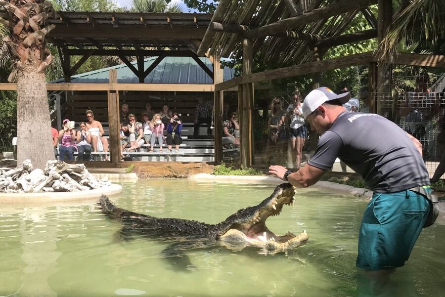 Orlando: Wild Florida Park Ticket and Gator Shows - Price and Value: Is $15 a Good Deal?
