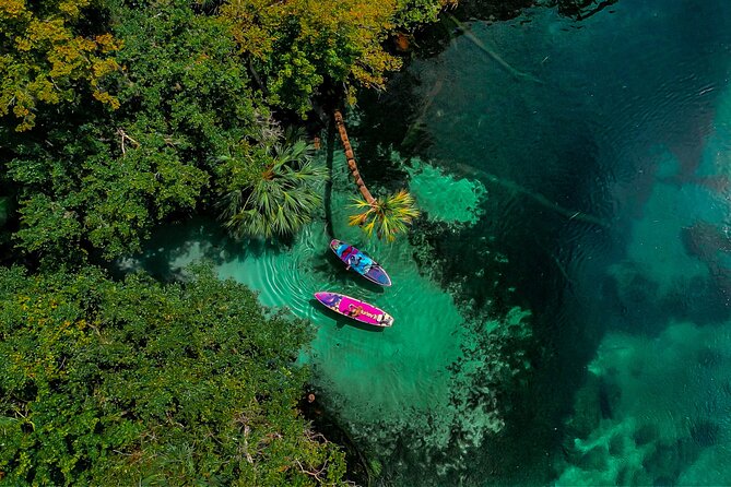 Rainbow Springs Paddle Board Tour - Wildlife spotting: birds, otters, turtles, and possible alligators