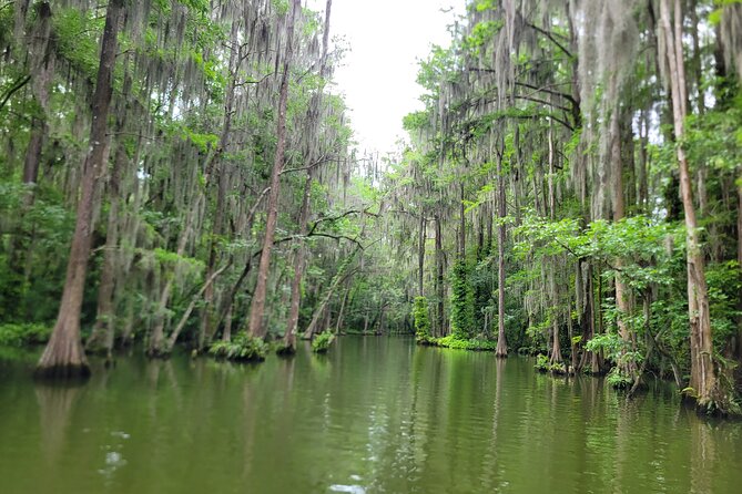 Scenic Half-Day Kayak or Paddleboard Rental – Dora Canal - Kayak vs tandem vs paddleboard: how to choose your best fit