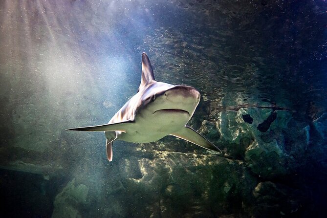 SEA LIFE Orlando Aquarium Admission Ticket at ICON Park - What you’ll see: Florida habitats, a giant octopus, and that 360 tunnel