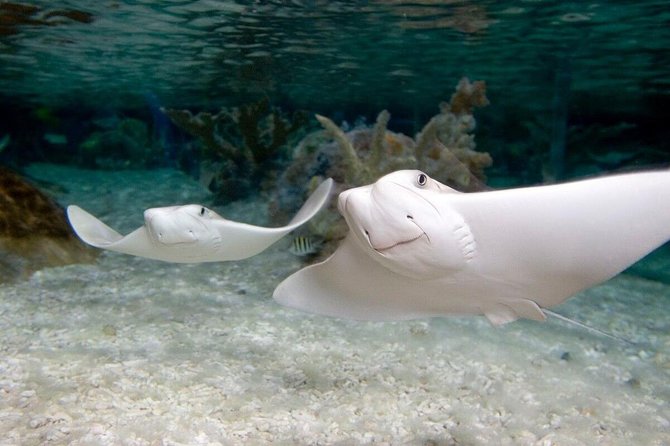 SEA LIFE Orlando Aquarium Admission Ticket at ICON Park - Optional upgrades at ICON Park: Madame Tussauds and the Orlando Eye